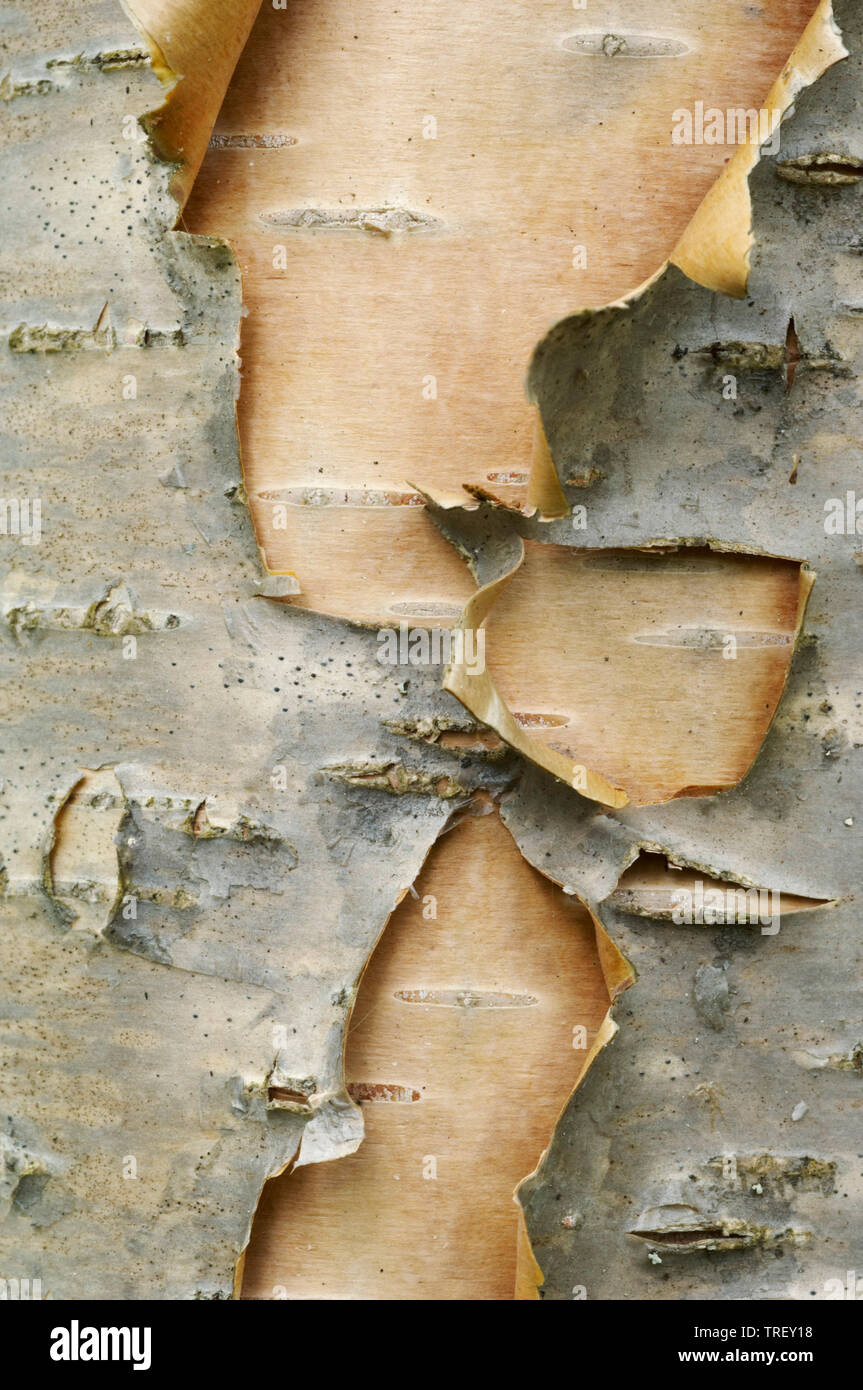 Bouleau blanc européen, le bouleau verruqueux (Betula pendula), close-up de l'écorce. Allemagne Banque D'Images