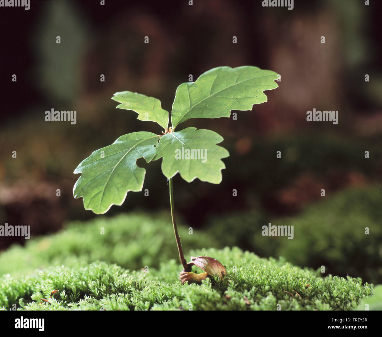 Le chêne commun, le chêne pédonculé (Quercus robur). Acorn en germination sur la mousse. Allemagne Banque D'Images