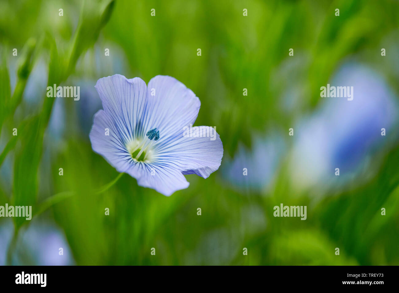 Le lin commun, de lin, graines de lin (Linum usitatissimum), fleur. Allemagne Banque D'Images