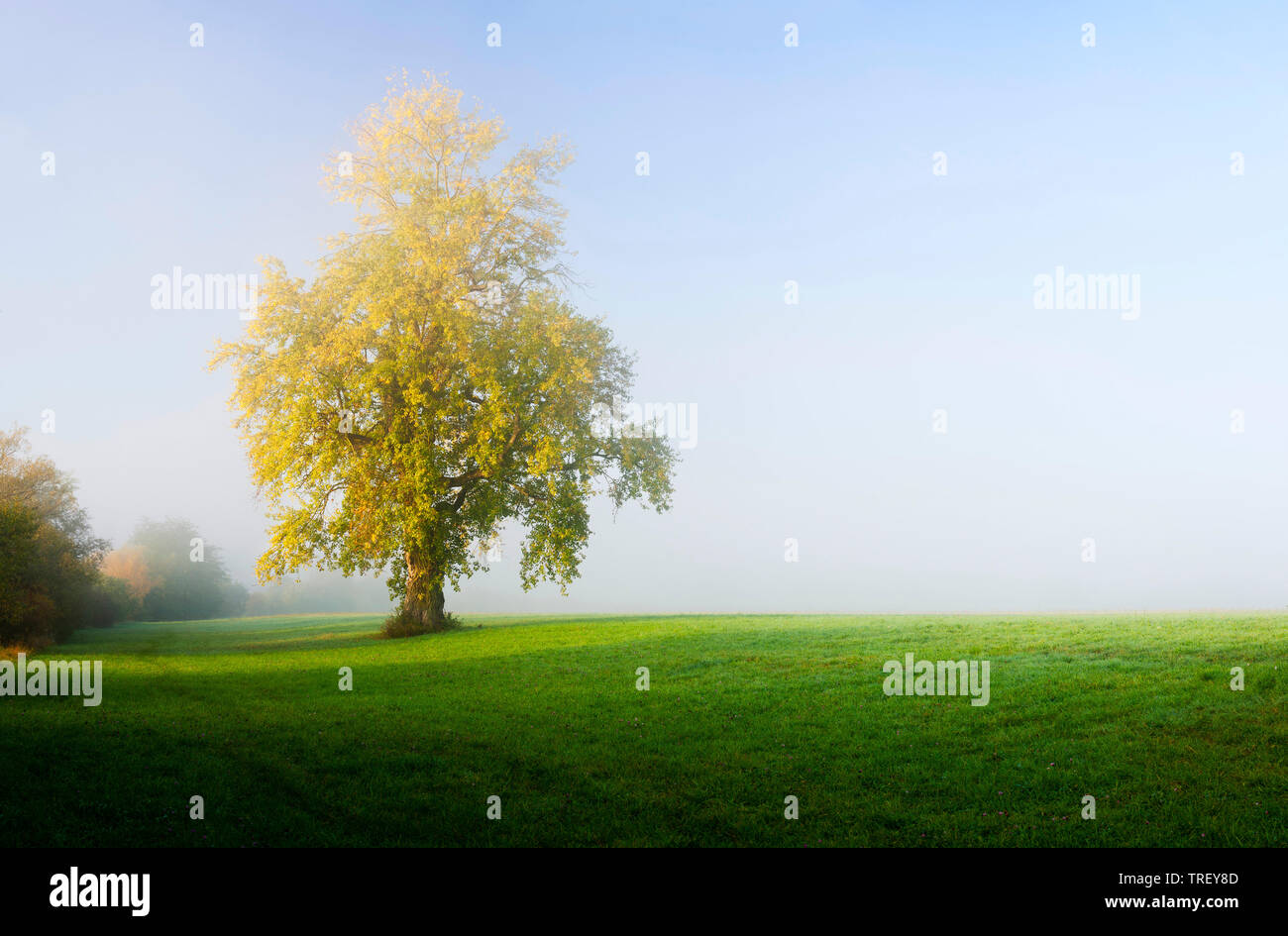 Le peuplier noir (Populus nigra). Arbre solitaire en début de matinée. Allemagne Banque D'Images