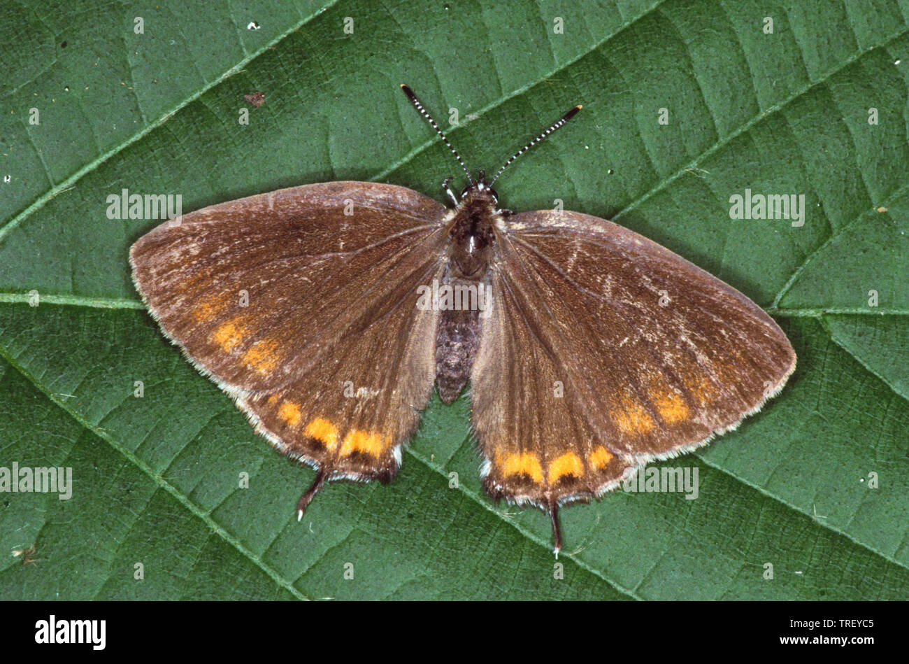 Porte-queue noire (Satyrium pruni). Papillon sur une feuille. Allemagne Banque D'Images
