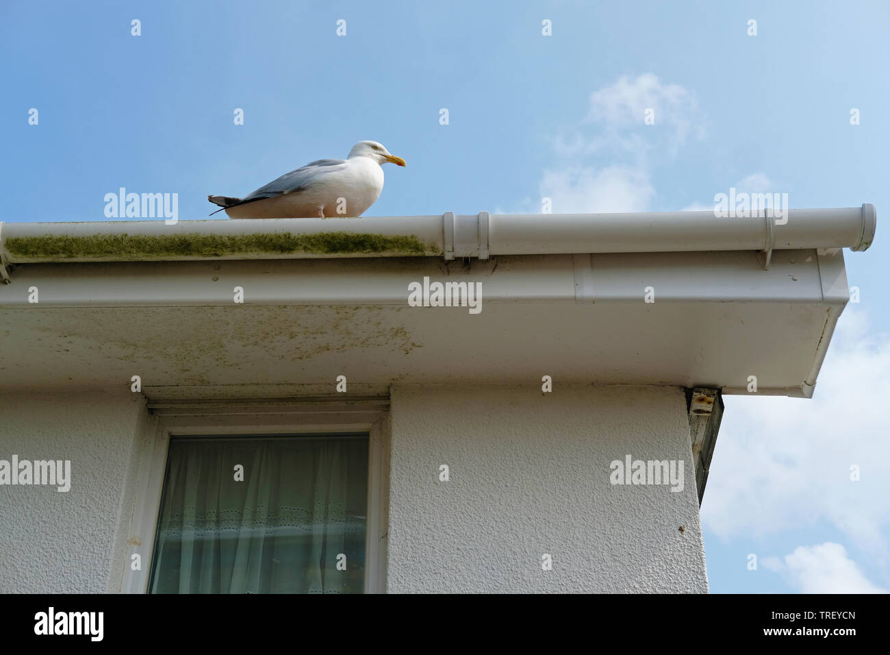 Une mouette assis sur les gouttières d'une maison. Banque D'Images