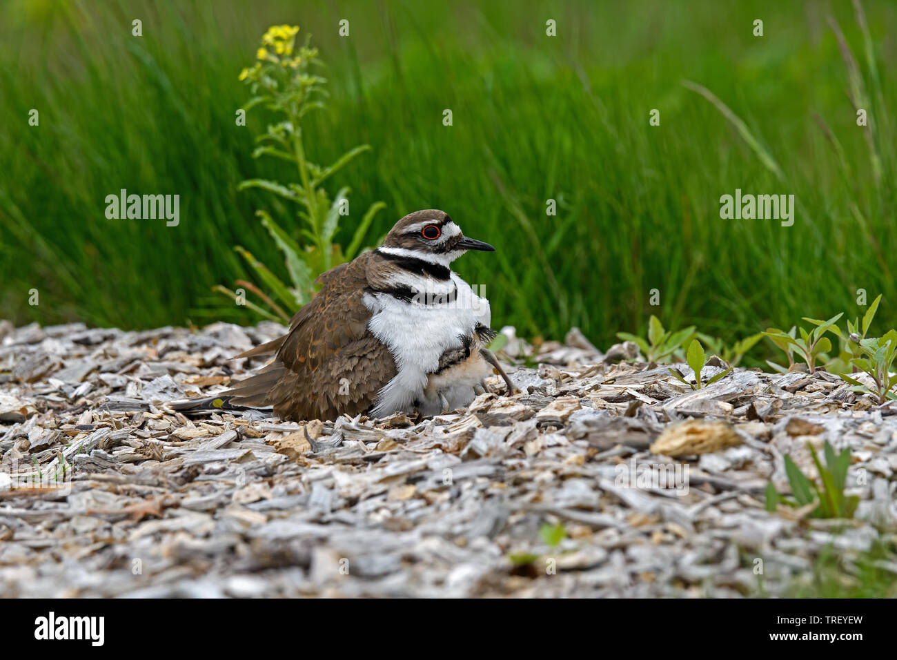 Ou de Killdeer Charadrius vociferus sur son nid avec les jeunes. Banque D'Images