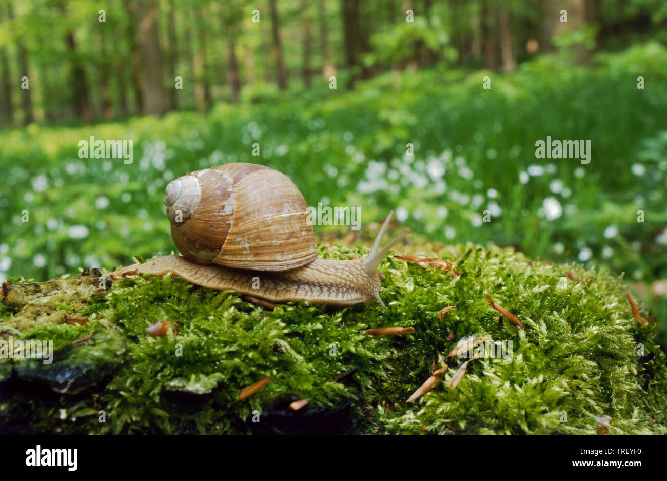 Escargot romain, escargots, escargots, Escargot de Bourgogne (Helix pomatia) sur la mousse. Allemagne Banque D'Images