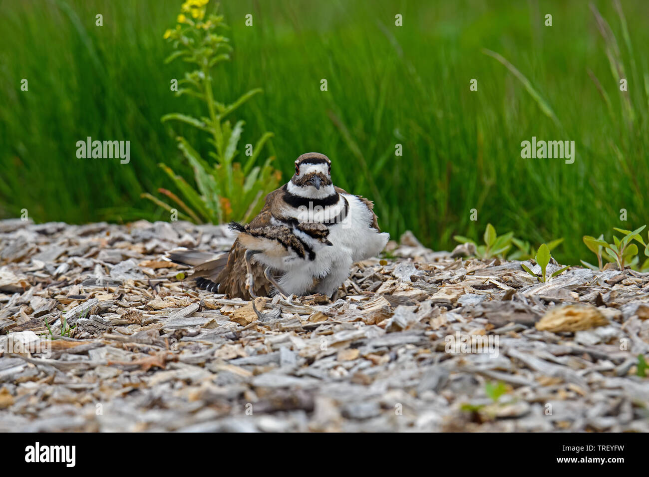 Ou de Killdeer Charadrius vociferus sur son nid avec les jeunes. Banque D'Images