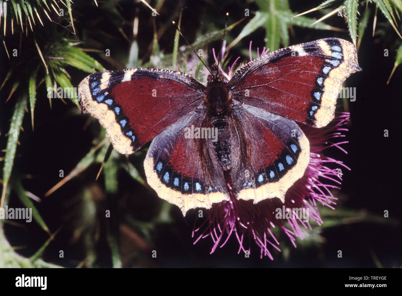 (Nymphalis antiopa Camberwell Beauty). Papillon sur une fleur. Allemagne Banque D'Images