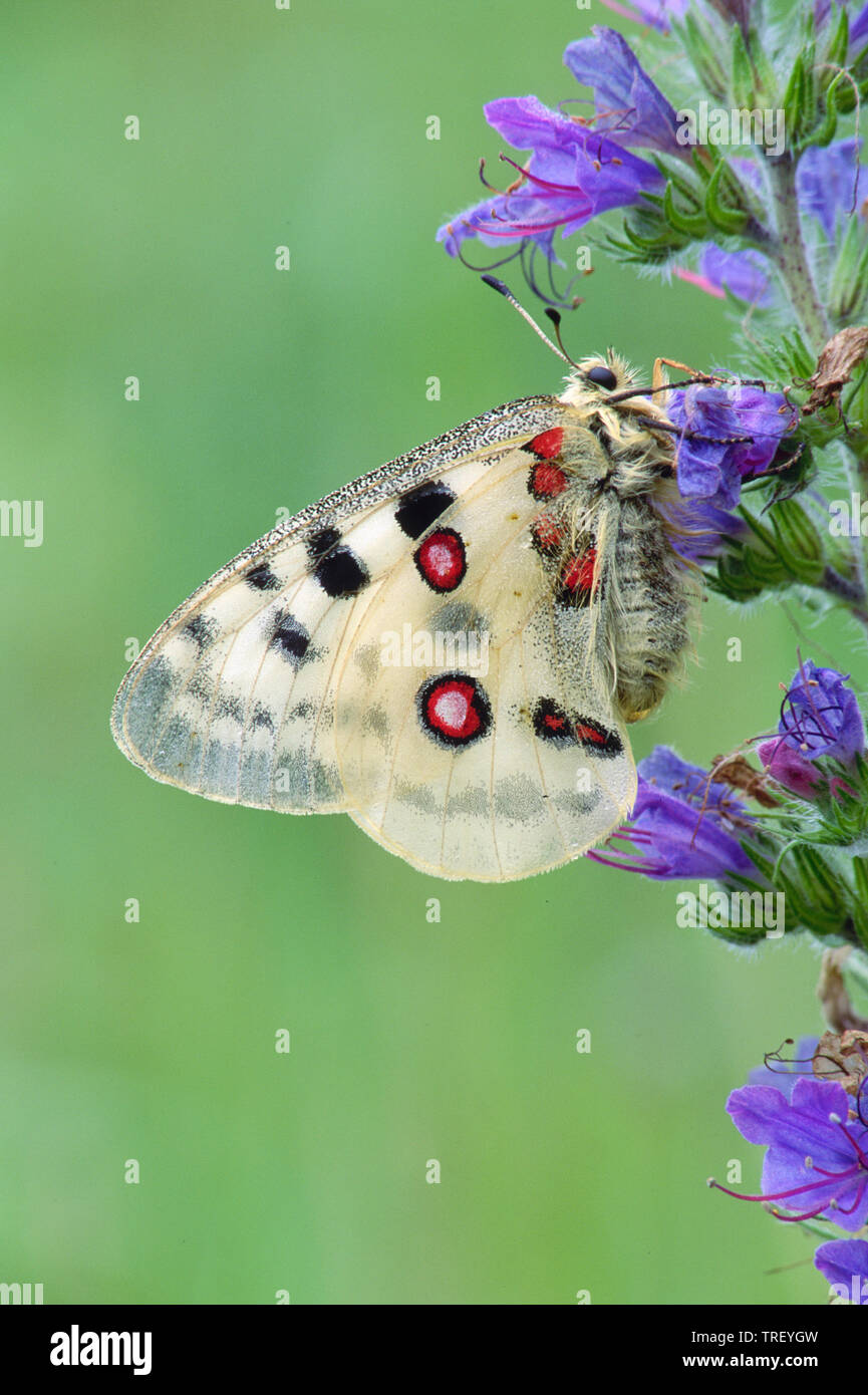 Mountain apollo (Parnassius apollo). Papillon sur une fleur. Allemagne Banque D'Images