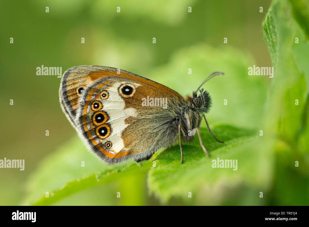 Pearly Heath (Coenonympha arcania). Papillon sur une feuille. Allemagne Banque D'Images