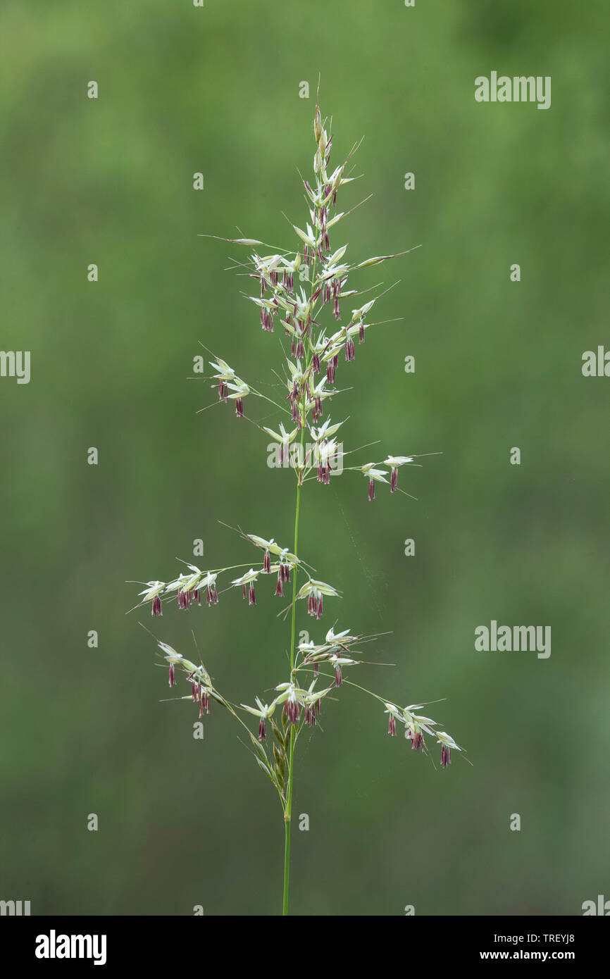 Oat-Grass, danthonie (Helictotrichon versicolor, Avenochloa versicolor), la floraison. Allemagne Banque D'Images