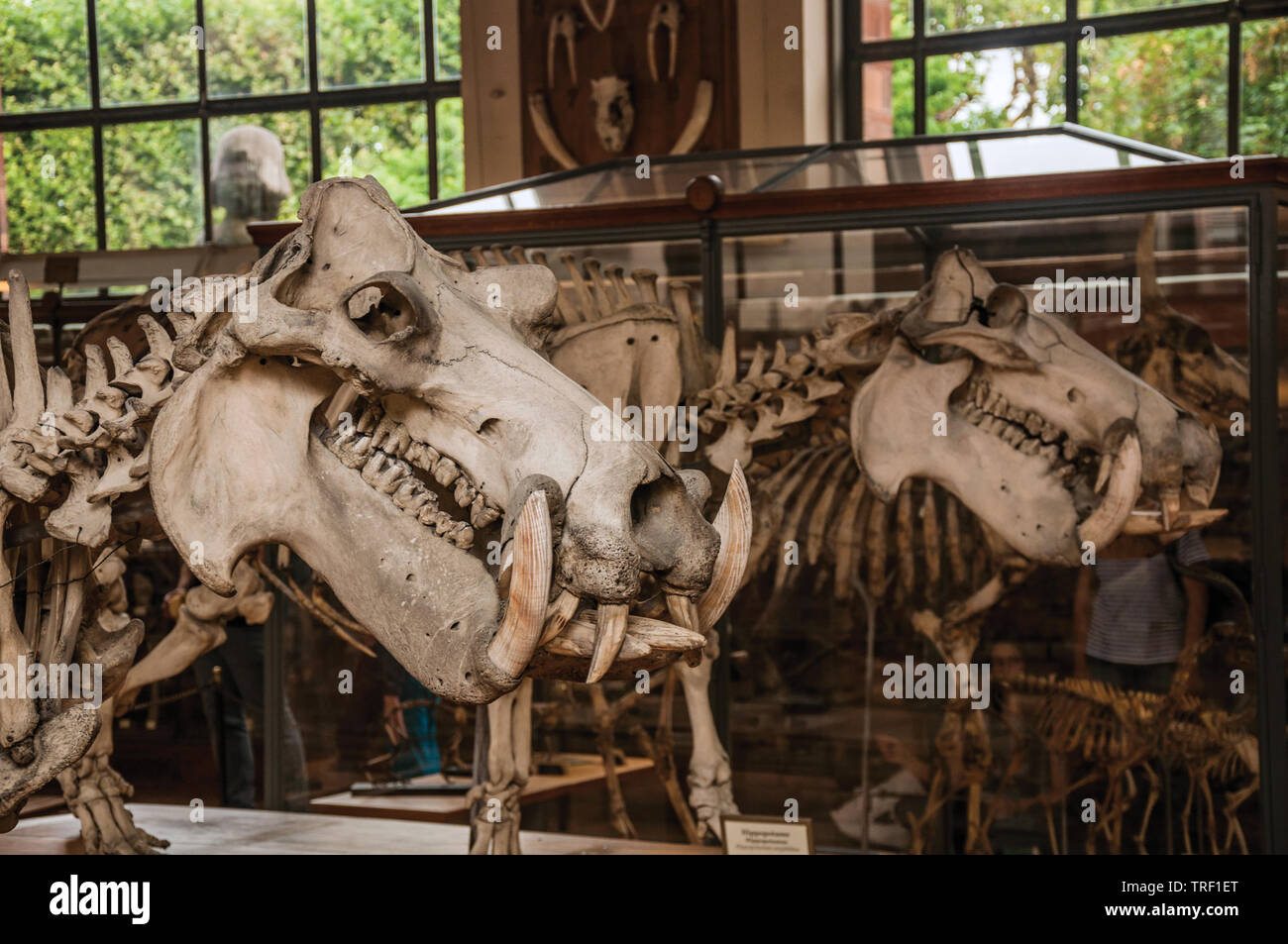 Les crânes des animaux au hall de la galerie de Paléontologie et d'Anatomie Comparée à Paris. L'un des plus impressionnants du monde centre culturel en France. Banque D'Images