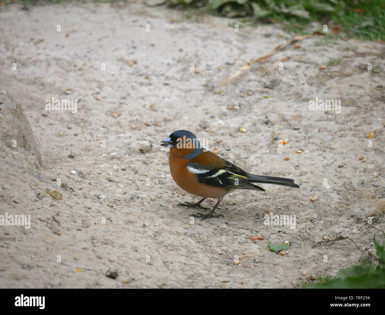 Chaffinch Fringilla coelebs mâle - manger une graine sur le terrain Banque D'Images