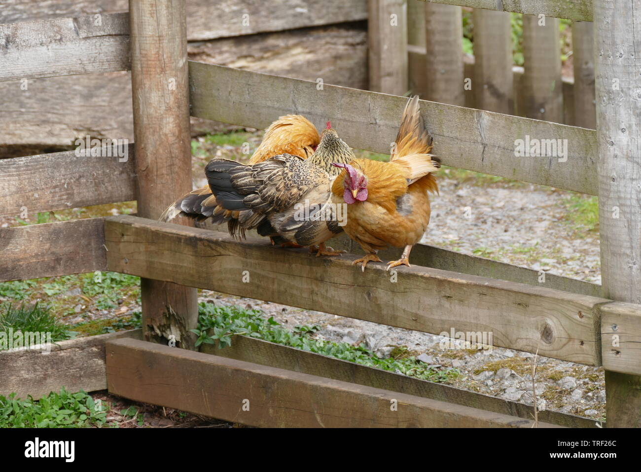 Trois poulets sur une clôture Banque D'Images