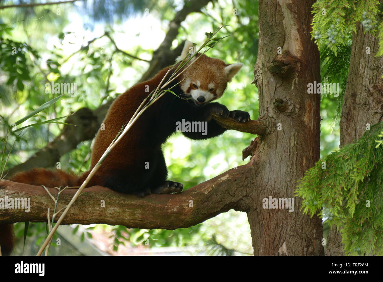 Le panda rouge manger dans un arbre bambou Banque D'Images
