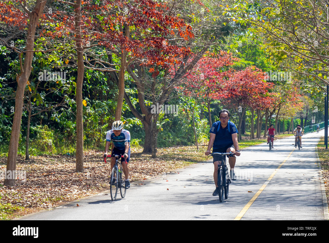 Les cyclistes équitation leurs bicyclettes sur une route le long de East Coast Park Singapour. Banque D'Images