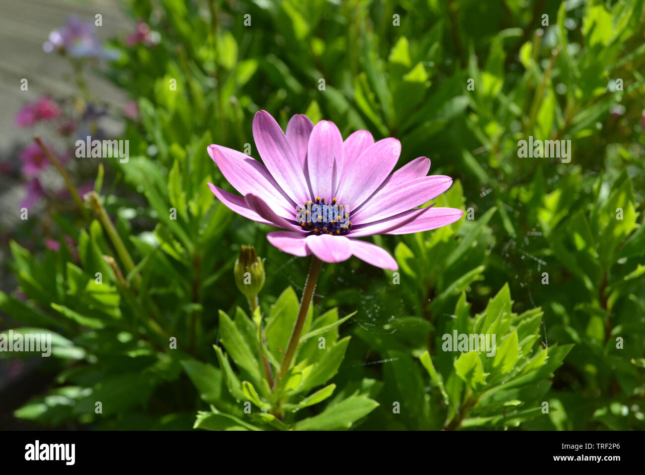 Ostéospermum Sérénité Pink Banque D'Images