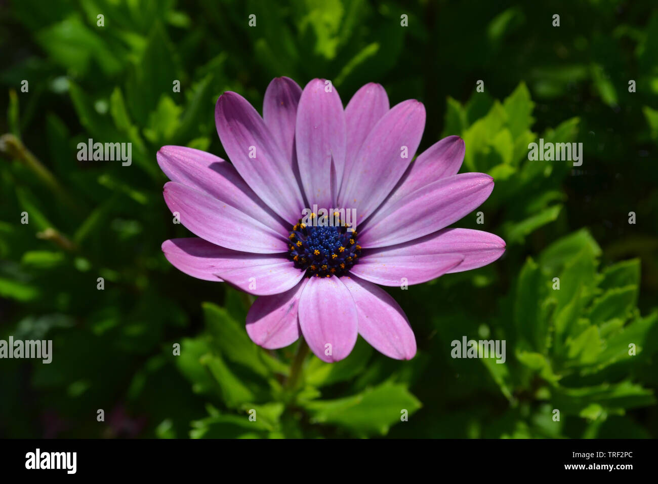 Osteospermum 'Serenity' Rose Banque D'Images