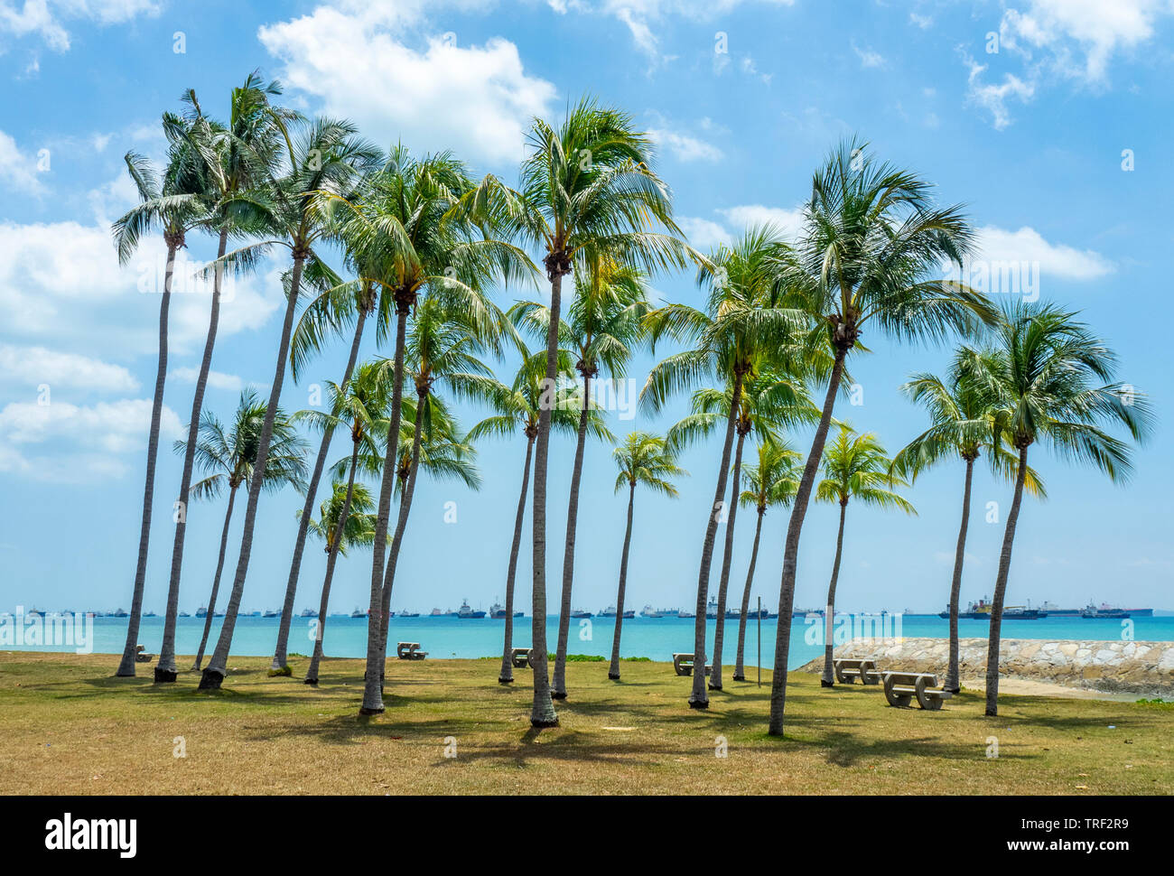 Des cocotiers le long de East Coast Park terrain de camping à Singapour. Banque D'Images