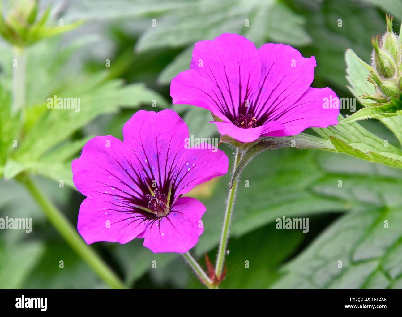 Une variété de géranium vivace appelée Ann Folkard, géranium sanguin, ou poussent à l'état sauvage dans les bois Rishworth. Banque D'Images