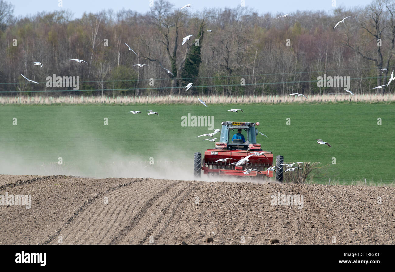 La plantation d'agriculteur l'orge de printemps avec un tracteur 4245 Massey Ferguson MF 30 vintage et d'un semoir, dans des conditions sèches et poussiéreuses, avec les mouettes à la suite de la Banque D'Images
