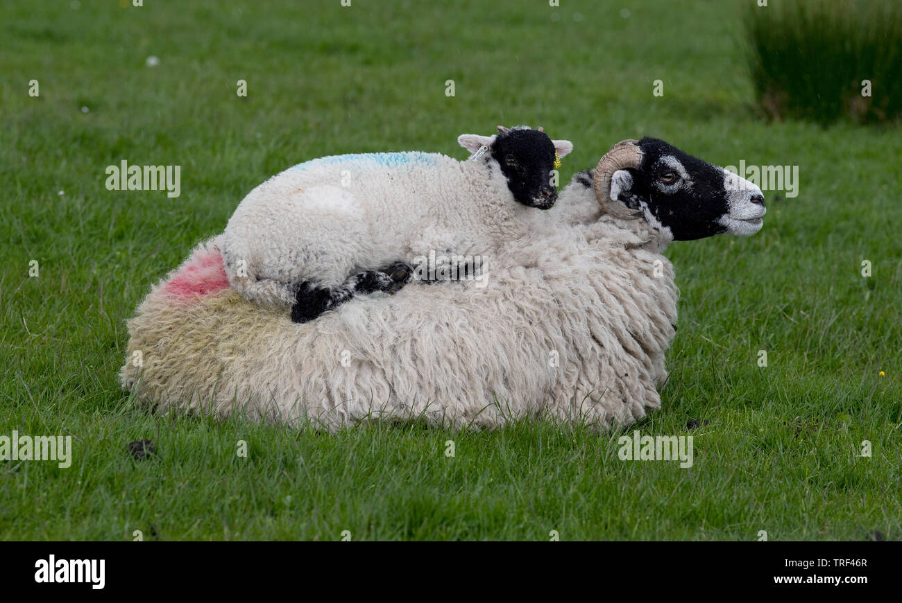 Avec un agneau brebis Swaledale assis sur son dos. North Yorkshire, UK. Banque D'Images