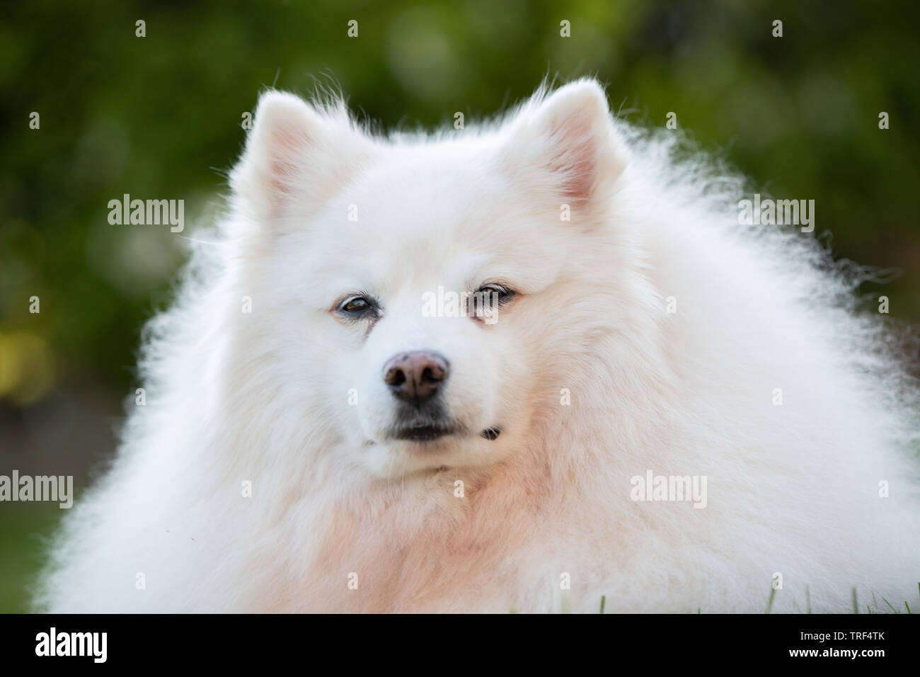 Le portrait d'un chien esquimau américain. Ces chiens sont un membre de la famille Spitz, originaires de l'Allemagne. Banque D'Images