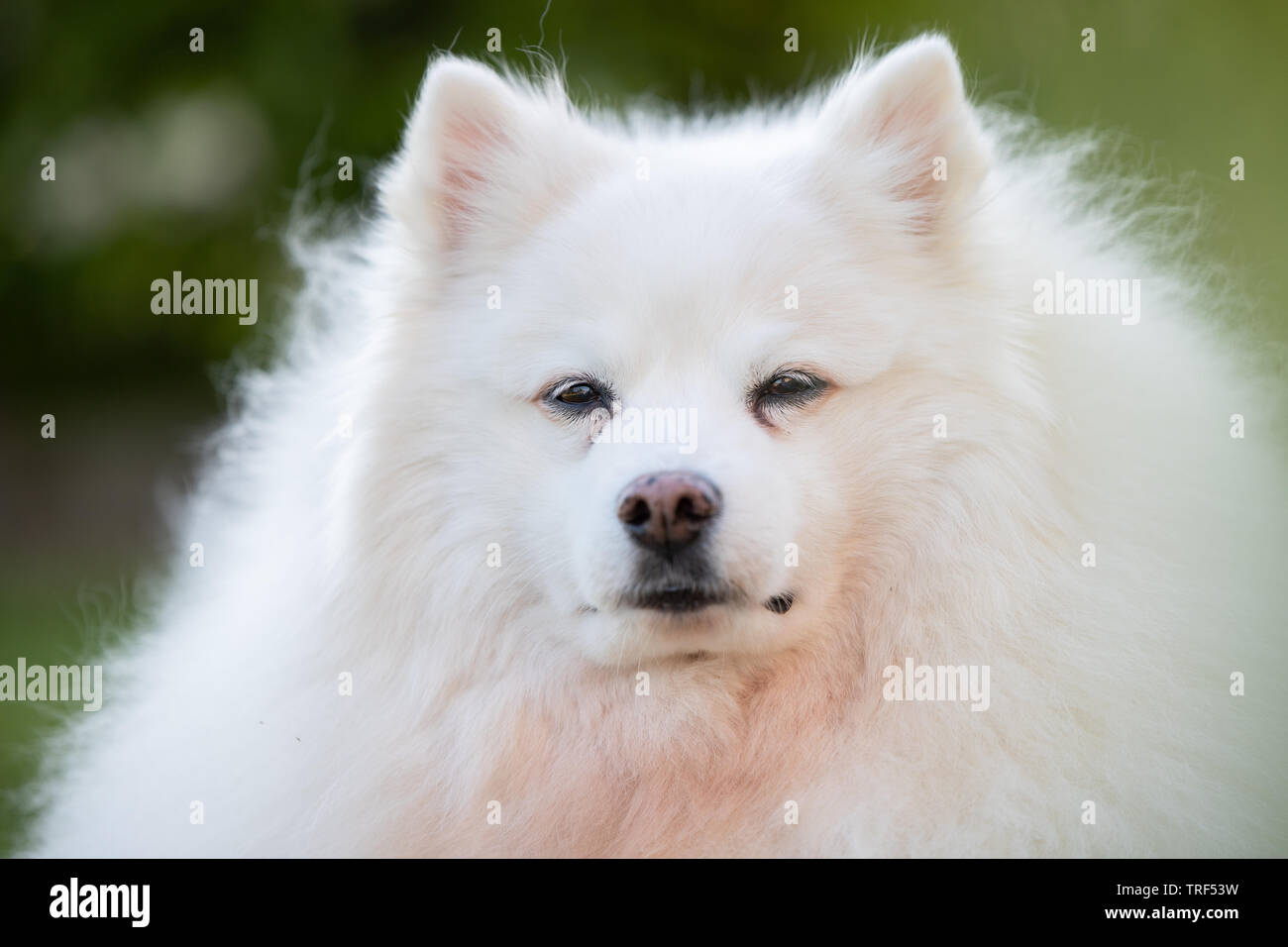 Le portrait d'un chien esquimau américain. Ces chiens sont un membre de la famille Spitz, originaires de l'Allemagne. Banque D'Images