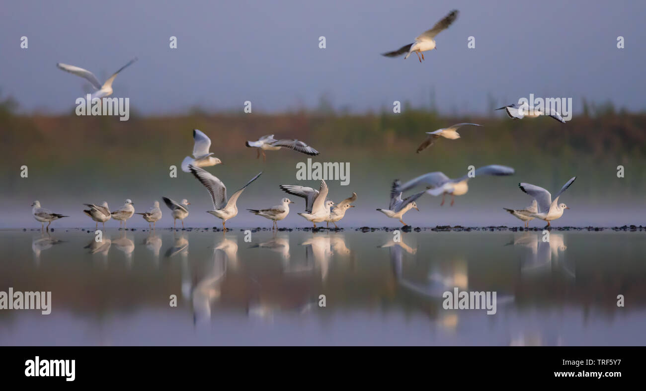G matin troupeau de mouettes à tête noire en plumage d'automne et d'hiver, s'assoit et vole sur petite bande de terre du lac Banque D'Images