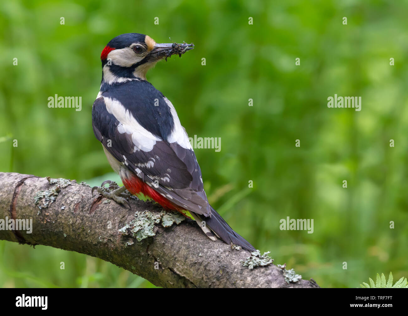 Pic épeiche mâle vue arrière avec prise de fourmis et autres insectes pour ses poussins Banque D'Images