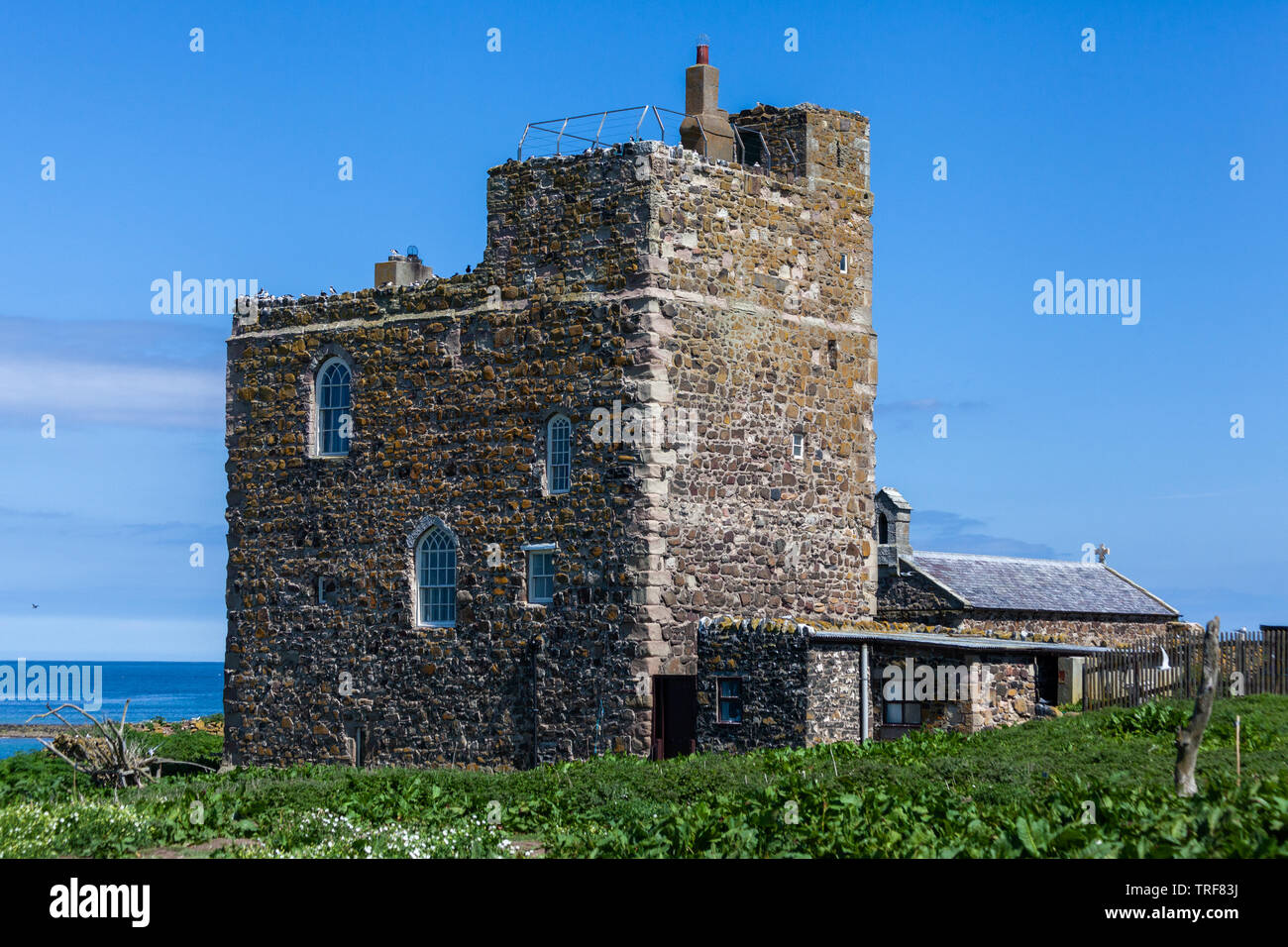 Avant la tour 'Castell 'logement pour les moines inner farne island au large de Northumberland Royaume-Uni farnes seahouses Banque D'Images