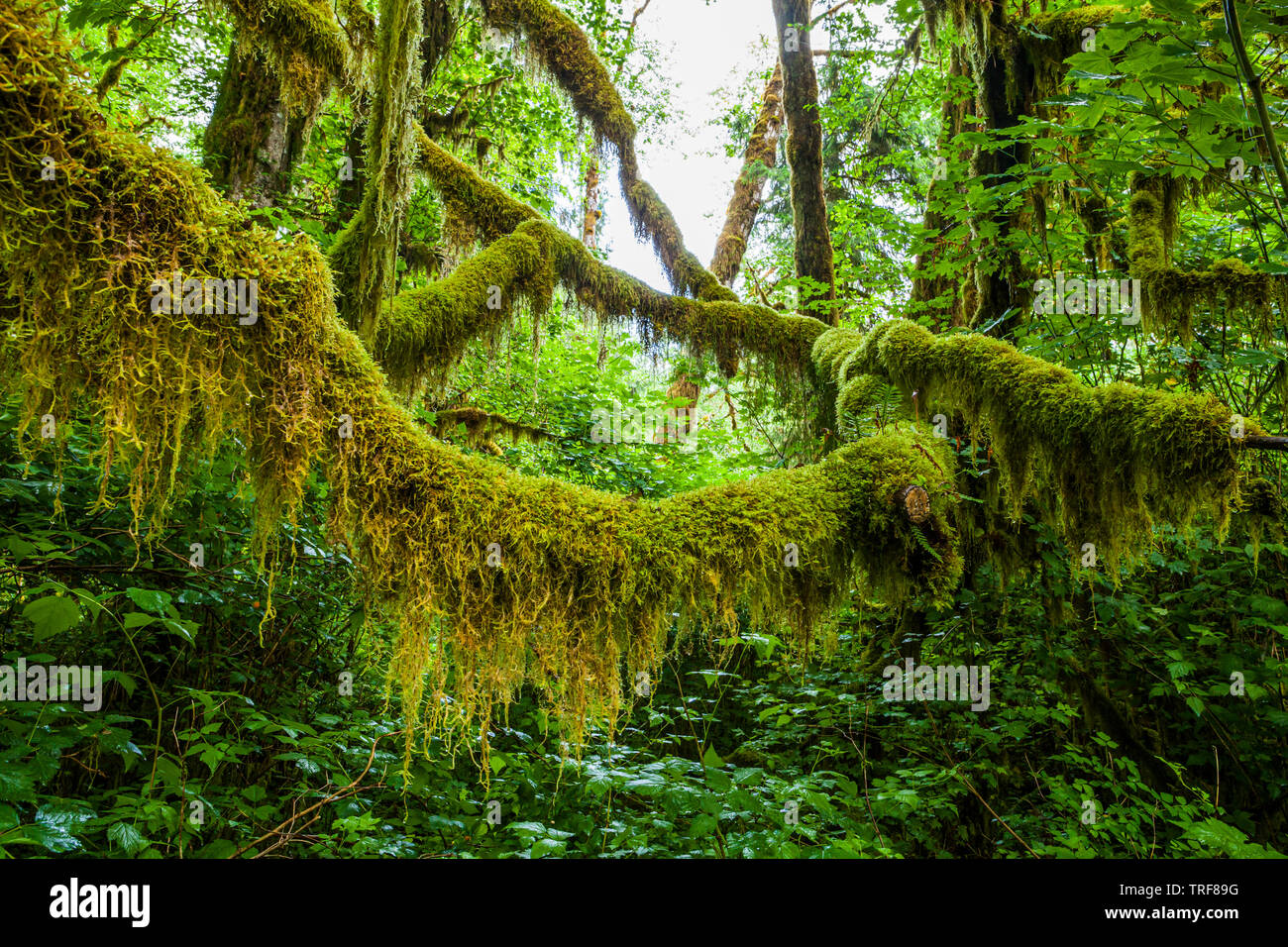 Branches couvertes de mousse pendant vers le bas dans la forêt Quinault, Olympic National Park, Washington. Banque D'Images