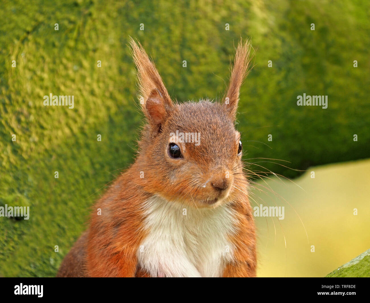 Portrait de femme whiskery Écureuil roux (Sciurus vulgaris) dans le lichen vert couvert de branches de hêtre (Fagus sylvaticus) dans la région de Cumbria England UK Banque D'Images