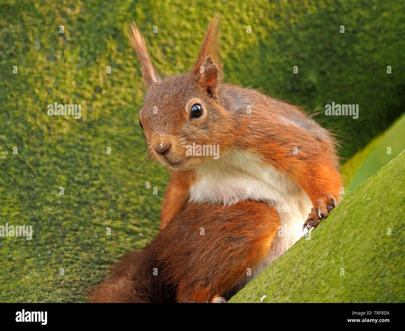 Femmes enceintes l'Écureuil roux (Sciurus vulgaris) se lisser dans le lichen vert couvert de branches de hêtre (Fagus sylvaticus) dans la région de Cumbria England UK Banque D'Images