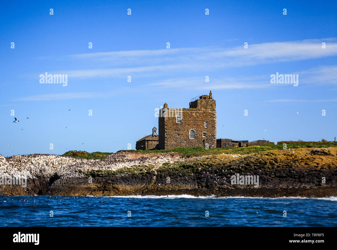 Avant la tour 'Castell 'logement pour les moines inner farne island au large de Northumberland Royaume-Uni farnes seahouses Banque D'Images