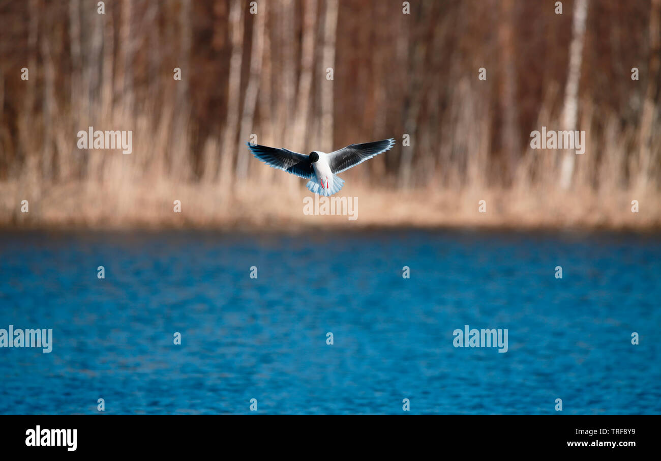 Mouette pygmée Larus minutus] - [Oulo, Finlande Banque D'Images