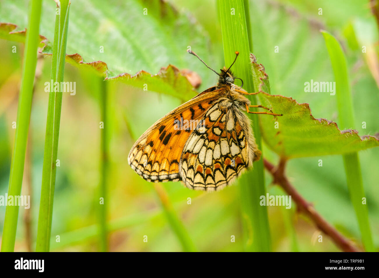 Roosting de papillon fritillaire de Heath Banque D'Images