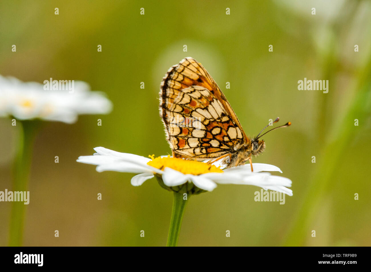 Heath fritillary butterfly resting on oxeye daisy Banque D'Images