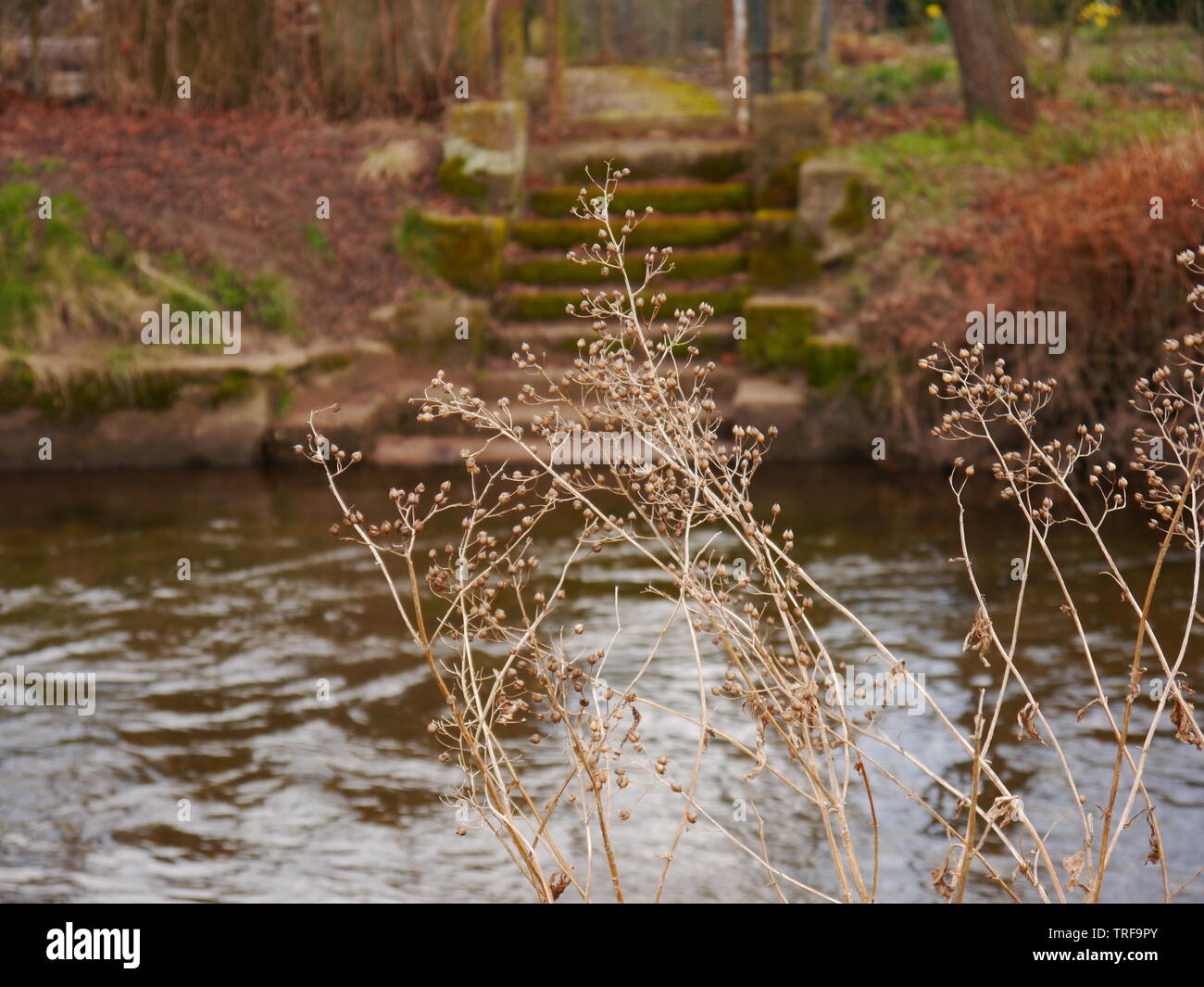 Une photo d'un bel escalier menant à une rivière avec quelques plantes beige en premier plan. Banque D'Images