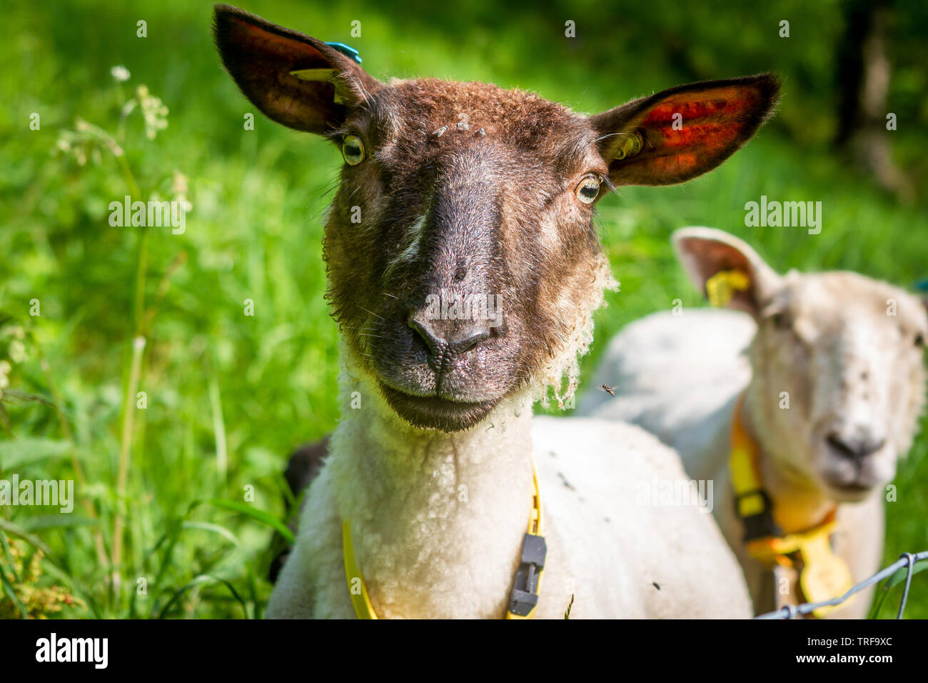 Moutons en Norvège Banque D'Images