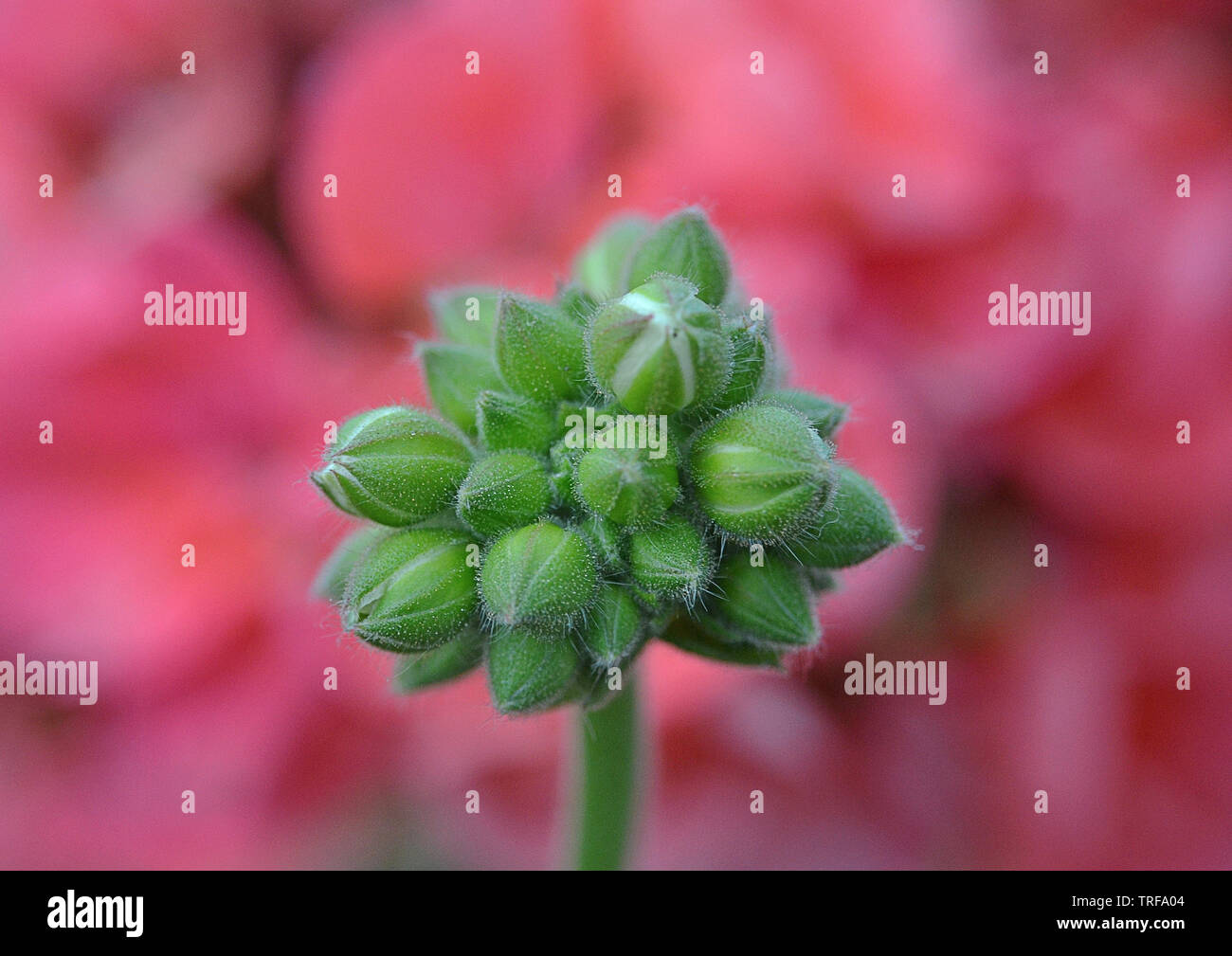 Gros plan des bourgeons de géranium sur fond rose coloré Banque D'Images