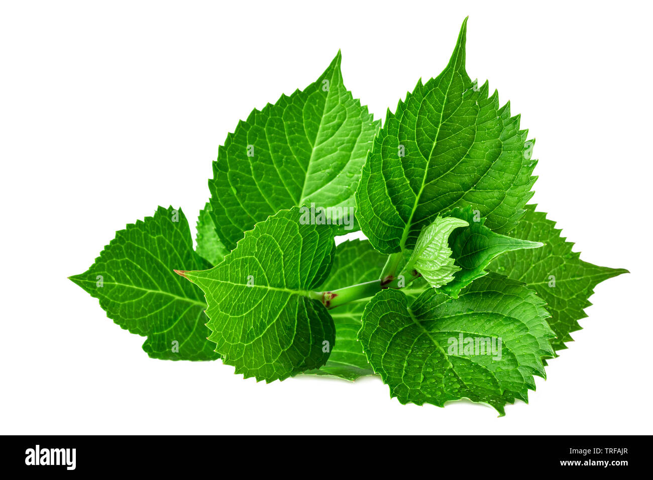 Les feuilles d'hydrangea vert printemps plant isolated on white Banque D'Images