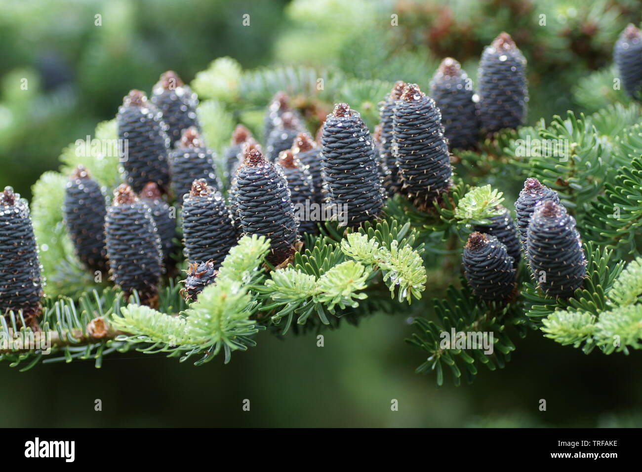 Abies koreana Banque D'Images