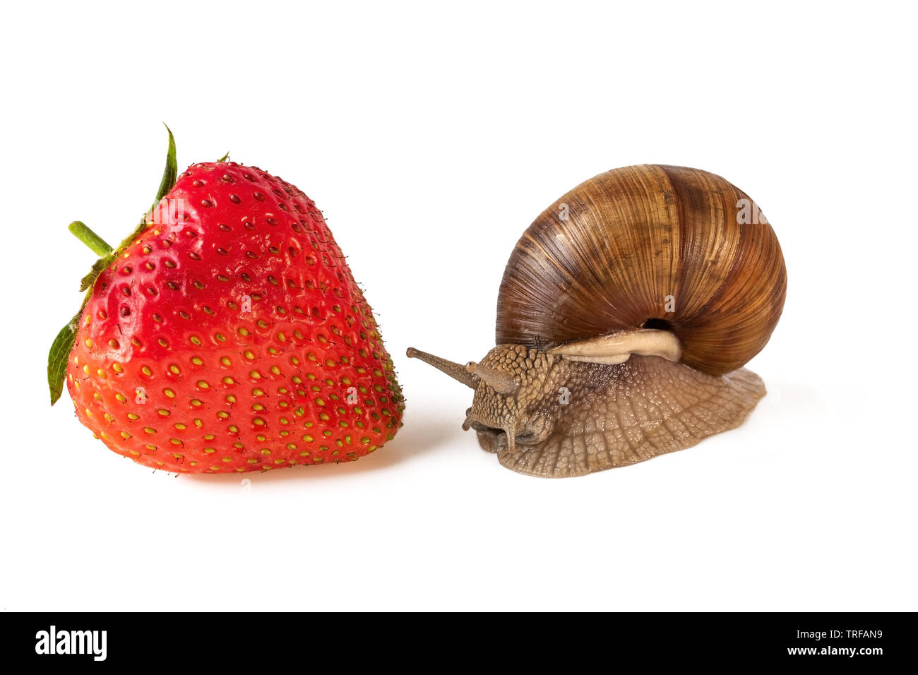 Snail et fraise ou romain ou escargots Helix pomatia isolated on white Banque D'Images