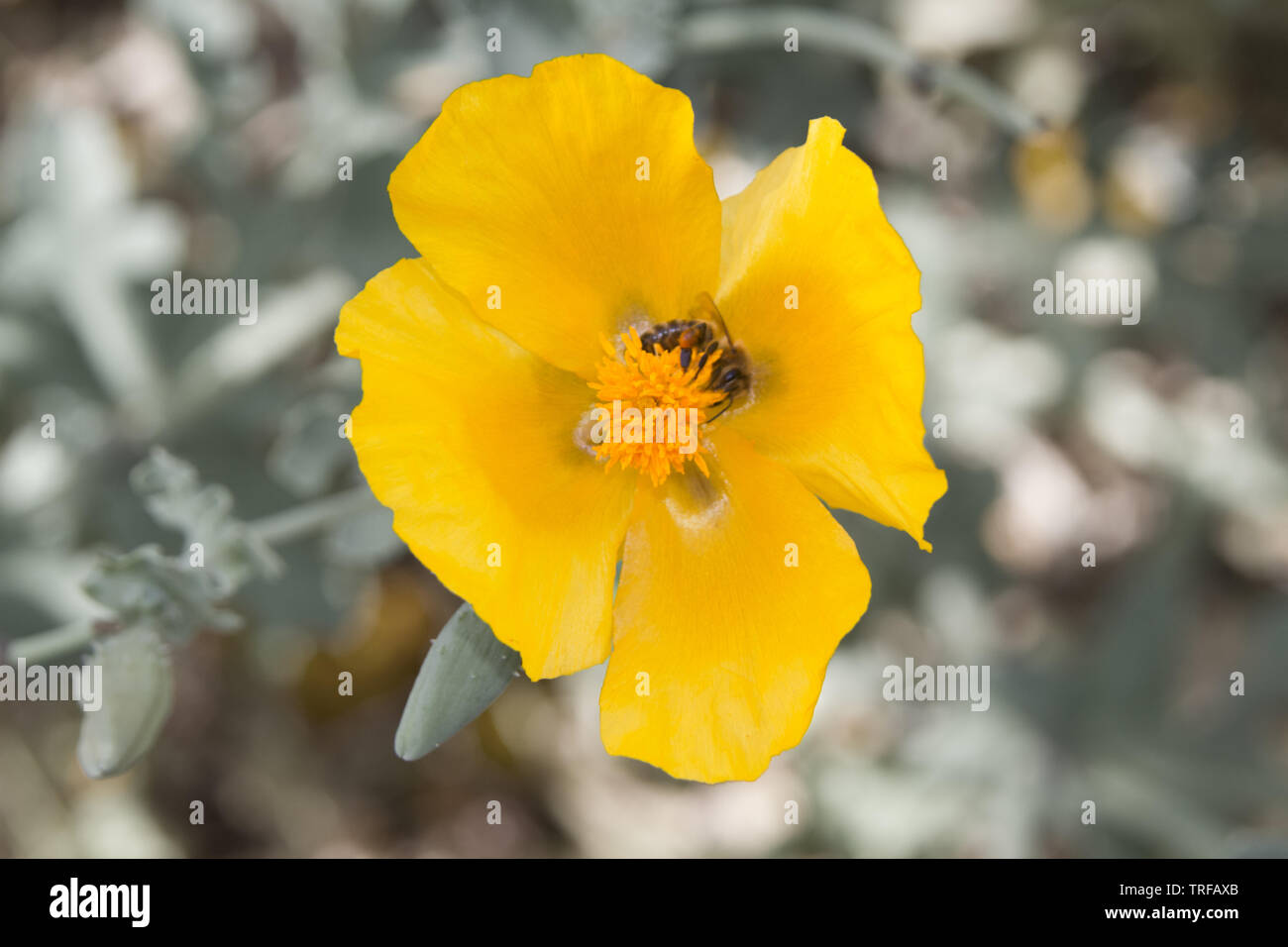 Hornpoppy, Glaucium flavum jaune, mais une belle plante toxique, avec bee Banque D'Images