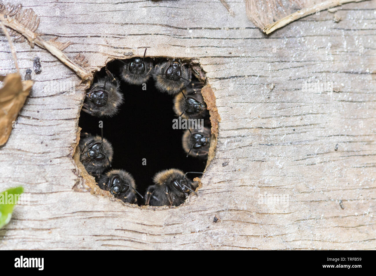 Garde côtière canadienne Garde côtière canadienne ruche d'abeilles ou, à l'entrée d'un nichoir, England, UK Banque D'Images