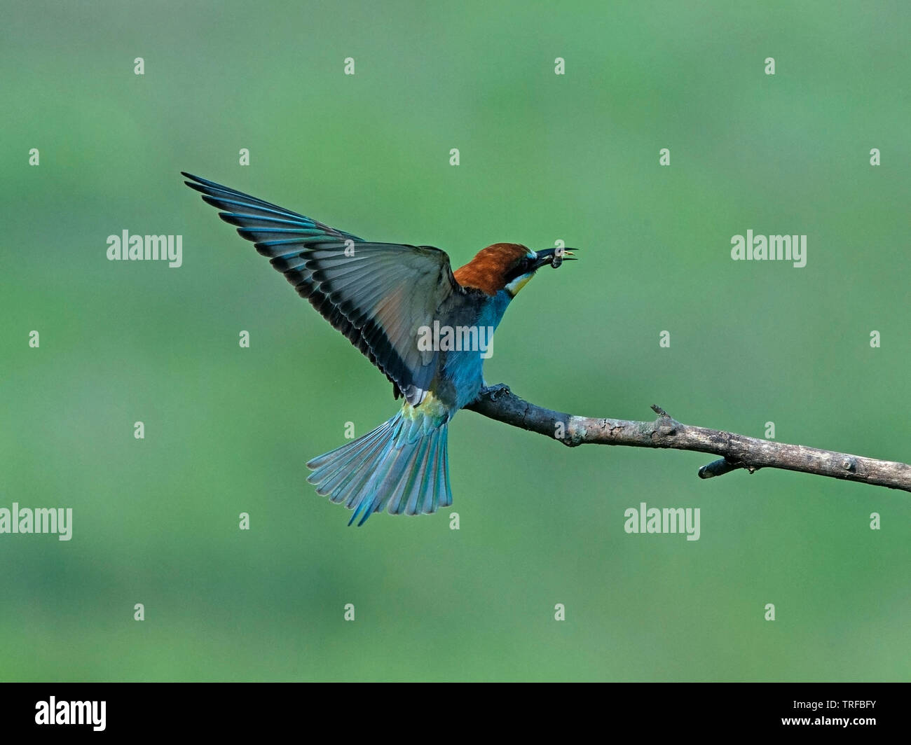 Des profils Guêpier d'Europe avec bec en insectes avec les extensions relevées perché Banque D'Images