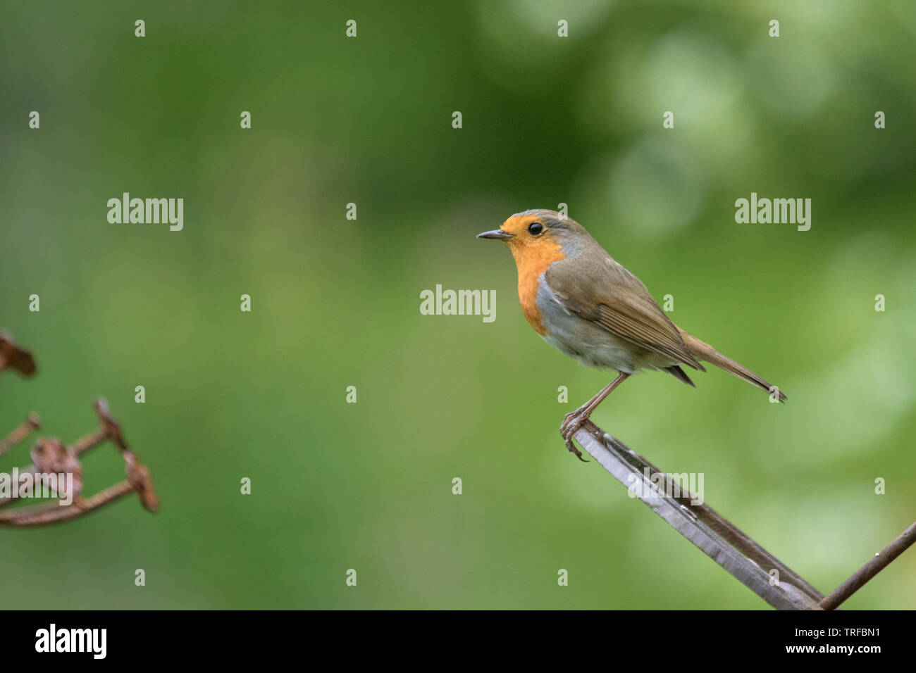 Robin européenne sur un ornement de jardin, Angleterre, RU Banque D'Images