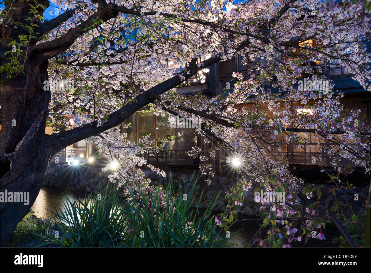 Cherry Blossom le long de la rivière Shirakawa Kyoto, Japon Banque D'Images
