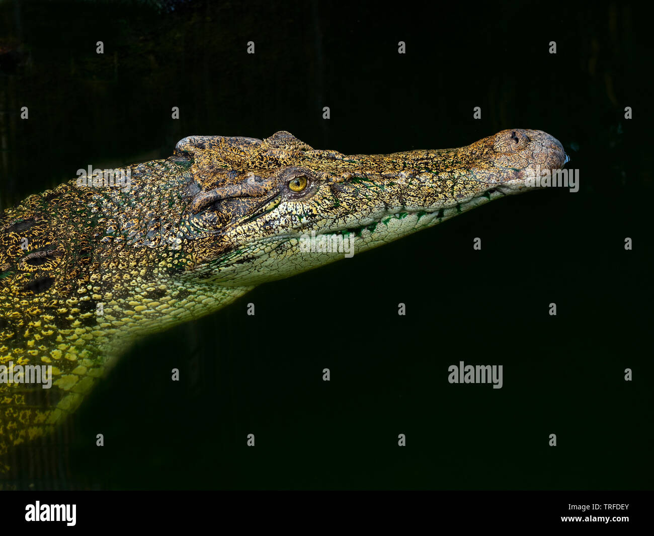 Saltwater crocodile EN CAPTIVITÉ Crocodylus porosus Banque D'Images