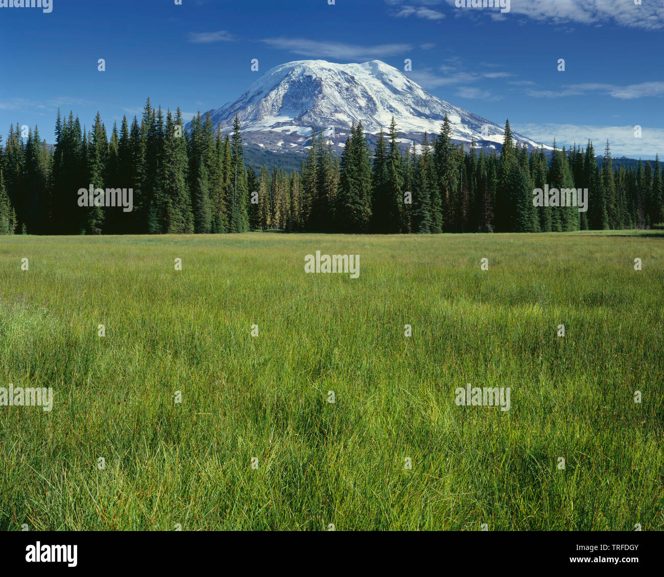 USA, Washington, Gifford Pinchot National Forest, côté nord-ouest de Mt. Adams au-dessus les conifères et à l'herbe de prairies boueuses dans le Mt. Adams Wilderness. Banque D'Images