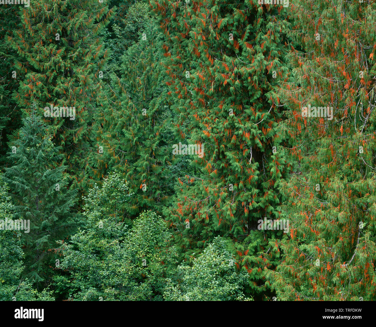 USA, Washington, Gifford Pinchot National Forest, le cèdre rouge de l'affiche ancienne et de nouvelles aiguilles aux côtés de Douglas et l'aulne rouge. Banque D'Images